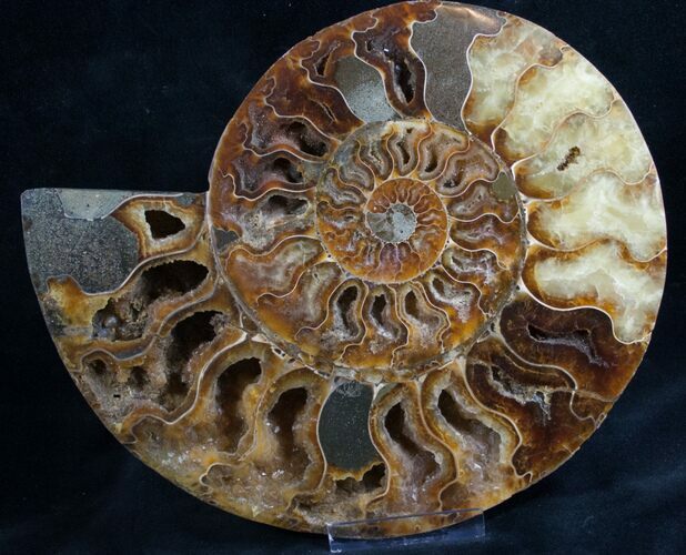 Split Ammonite Half - Crystal Pockets #7809